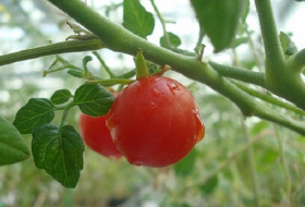 First tomatoes & peas harvested from Mars & moon `soil` on Earth